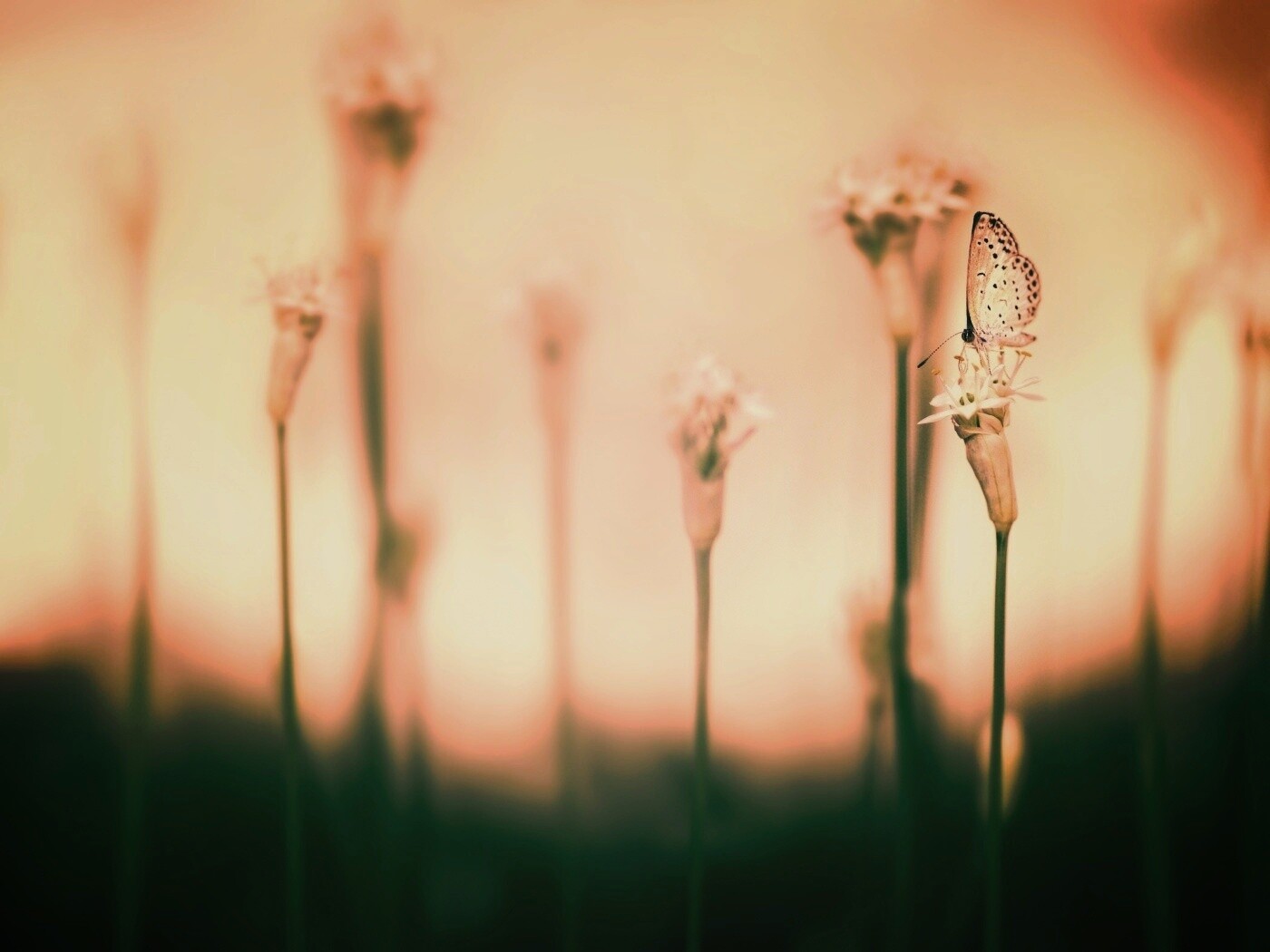 Бабочка на цветке обои