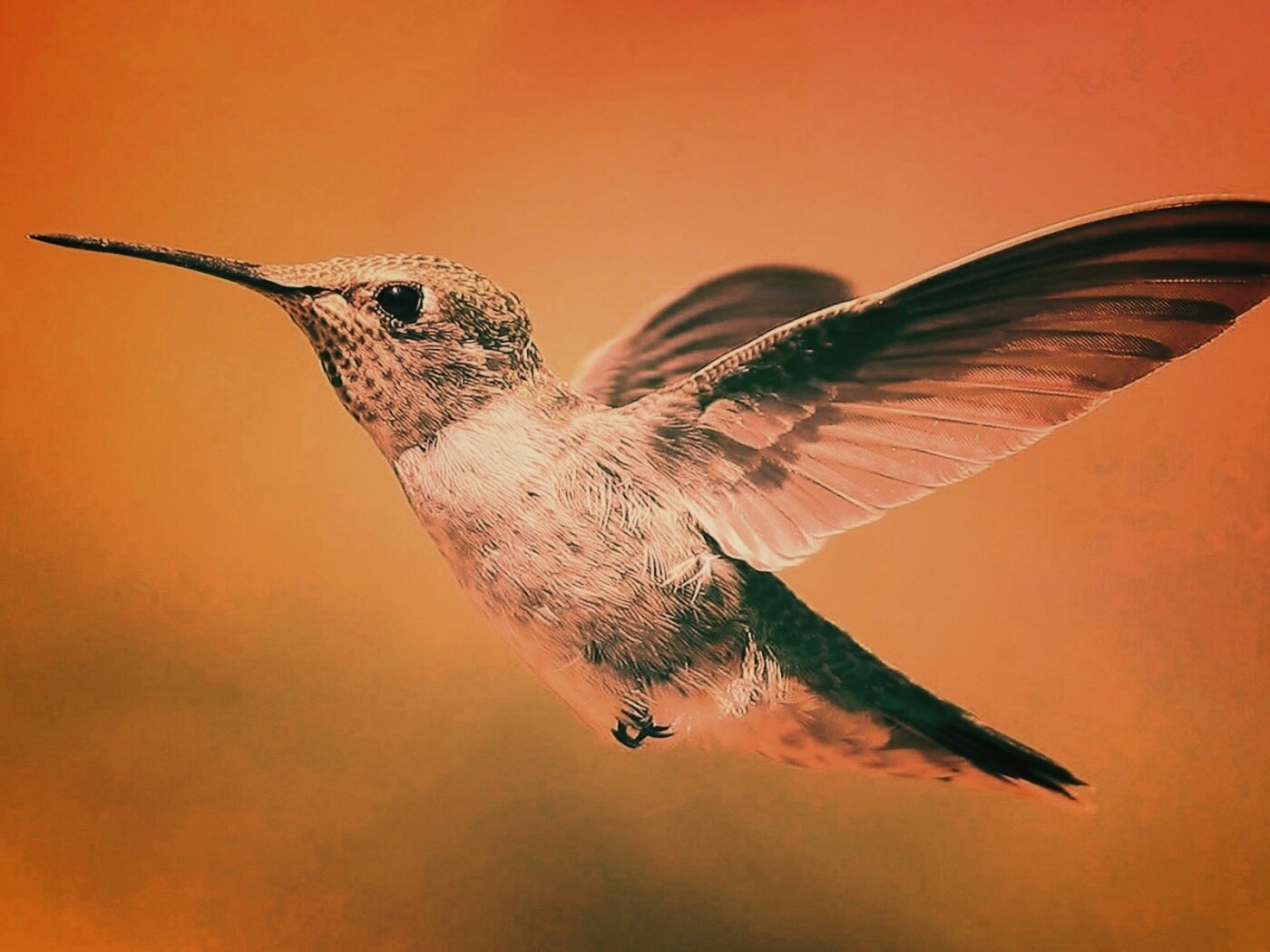 Колибри в полёте обои