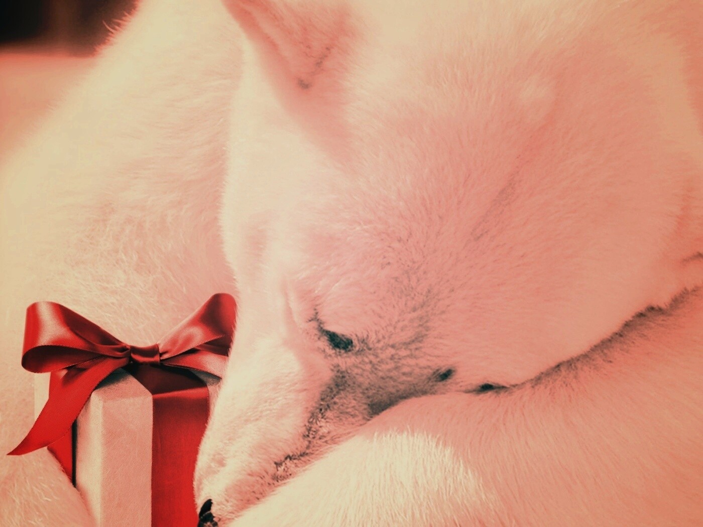 Белый мишка с подарком обои