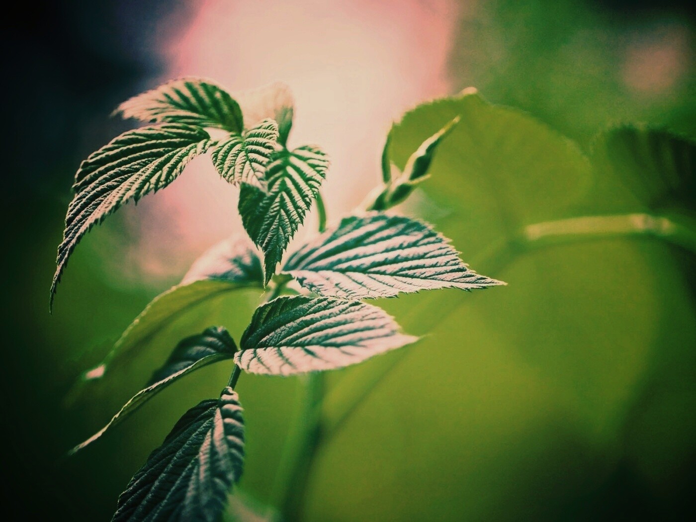 Листья малины обои