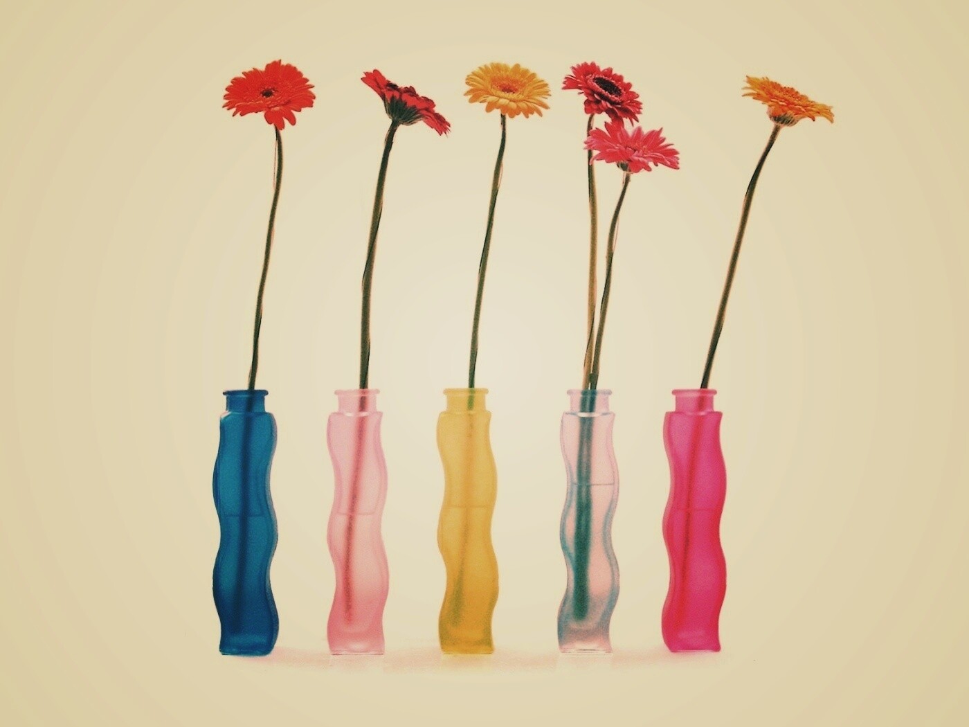 Герберы в изогнутых вазах обои