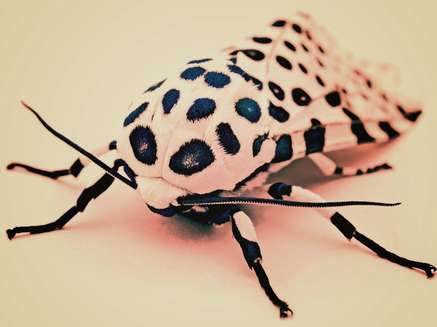 Пятнистая бабочка обои