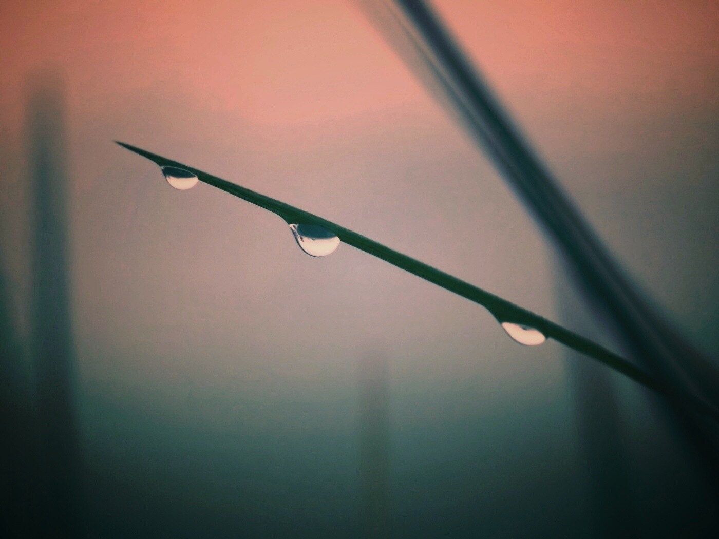 Трава после дождя обои