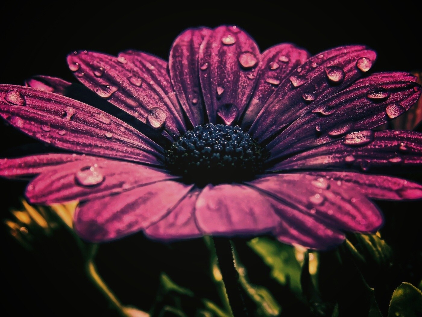 Мокрый от росы фиолетовый цветок обои