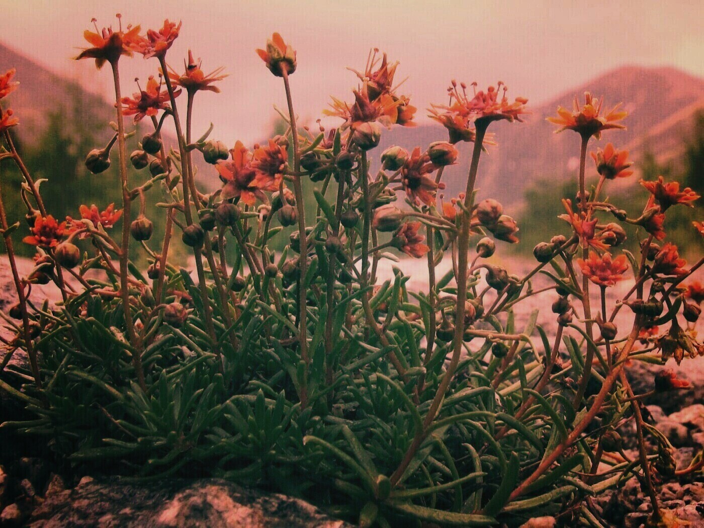 Горные цветы обои