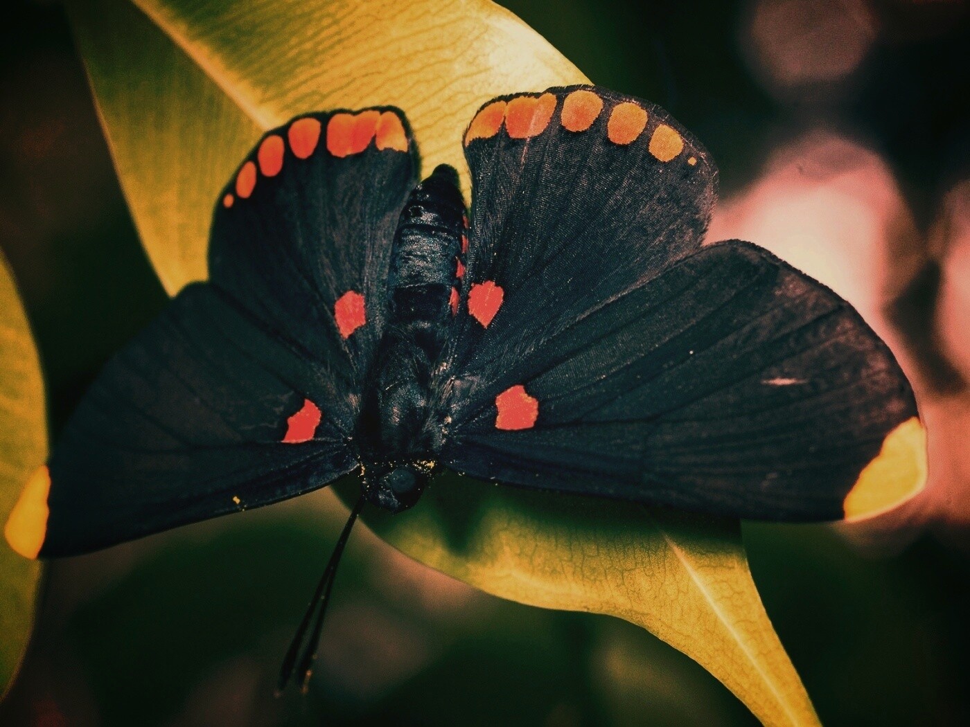 Бабочка на листе обои