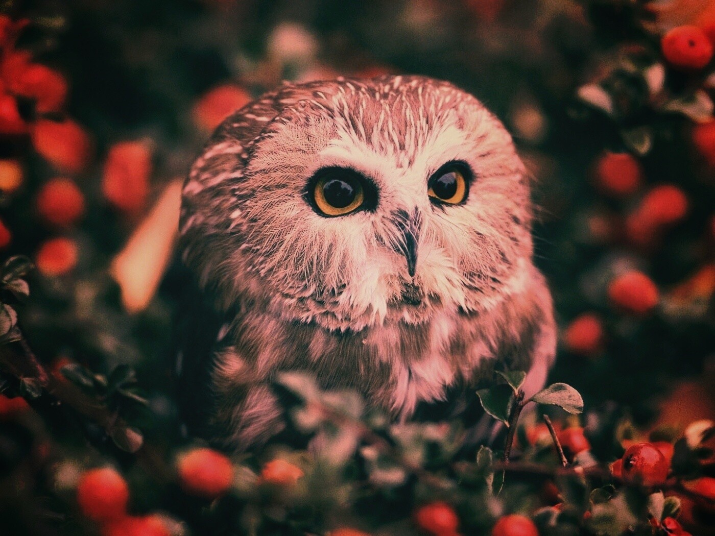 Маленькая сова в ягодах обои