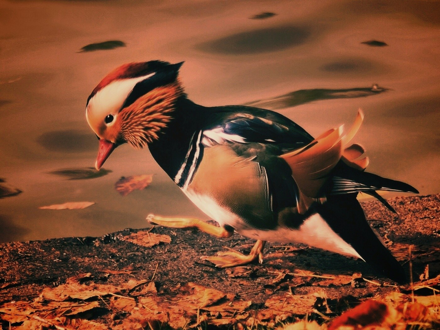 Уточка - мандаринка обои