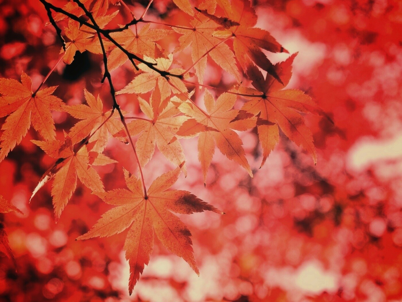 Осенние листья обои