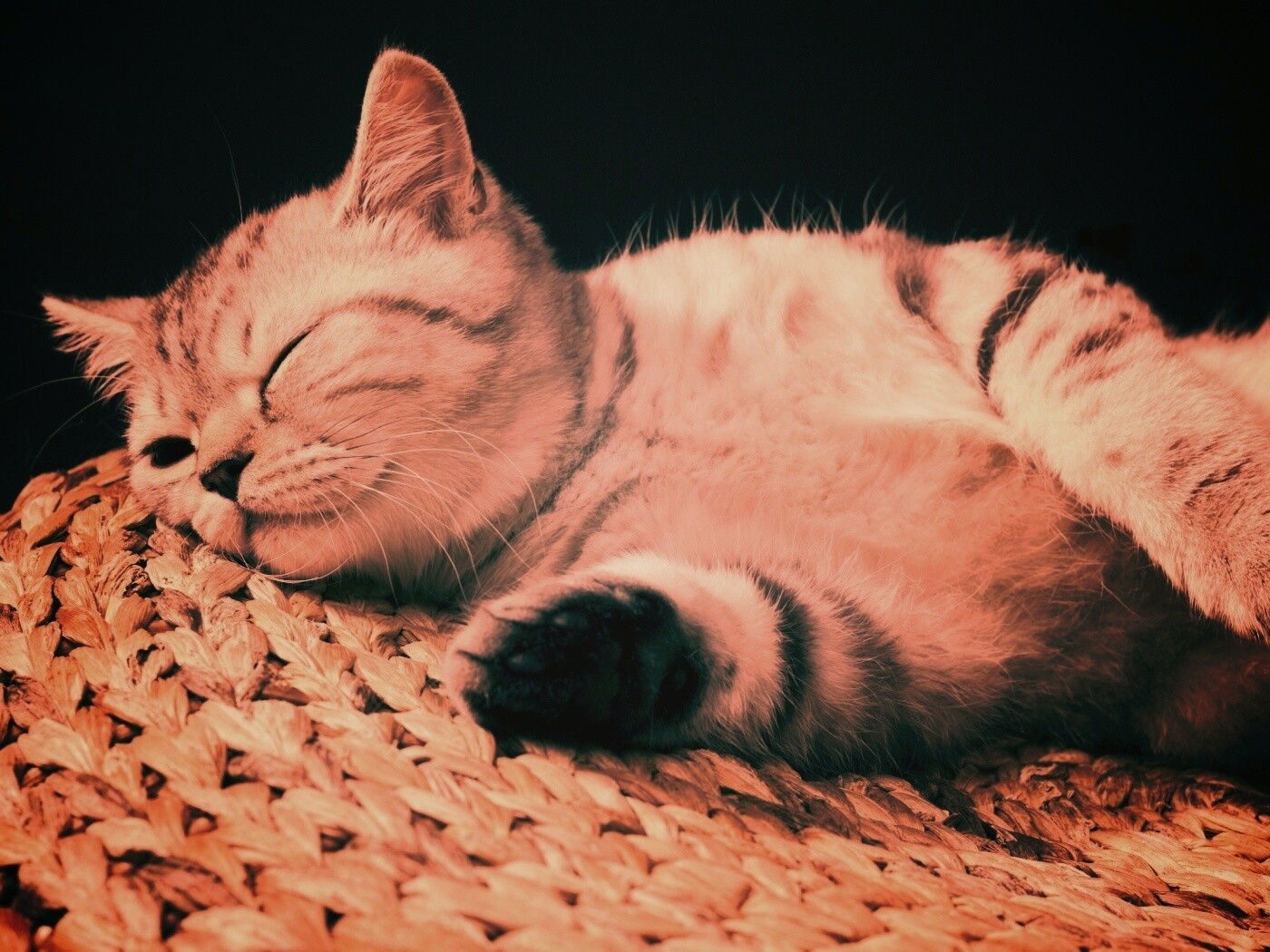 Пушистый кот спит на корзине обои