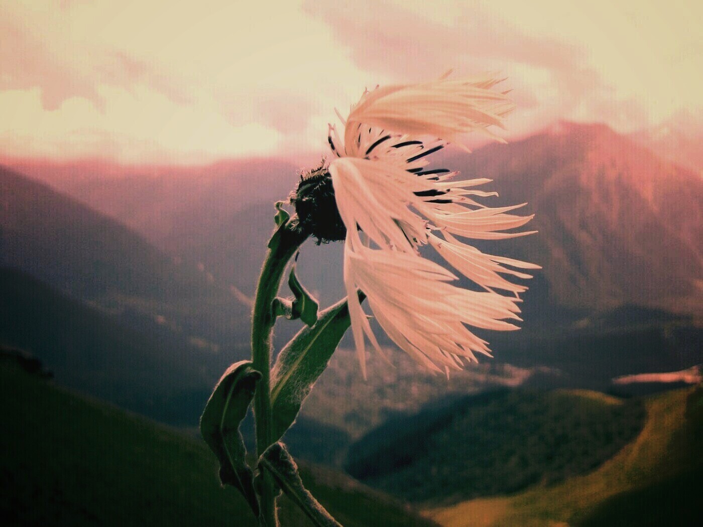 Горный цветок обои