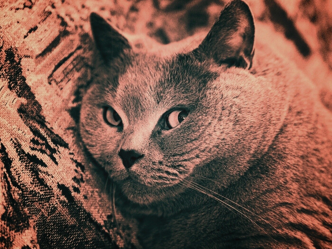 Щекастый британский котик обои