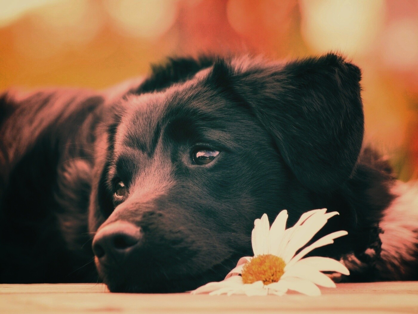 Собака с ромашкой обои