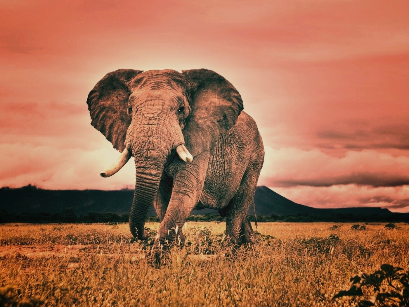 Слон на прогулке обои