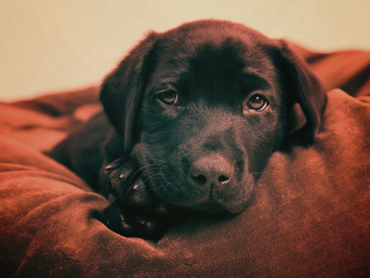 Сонный щенок немецкого поинтера обои