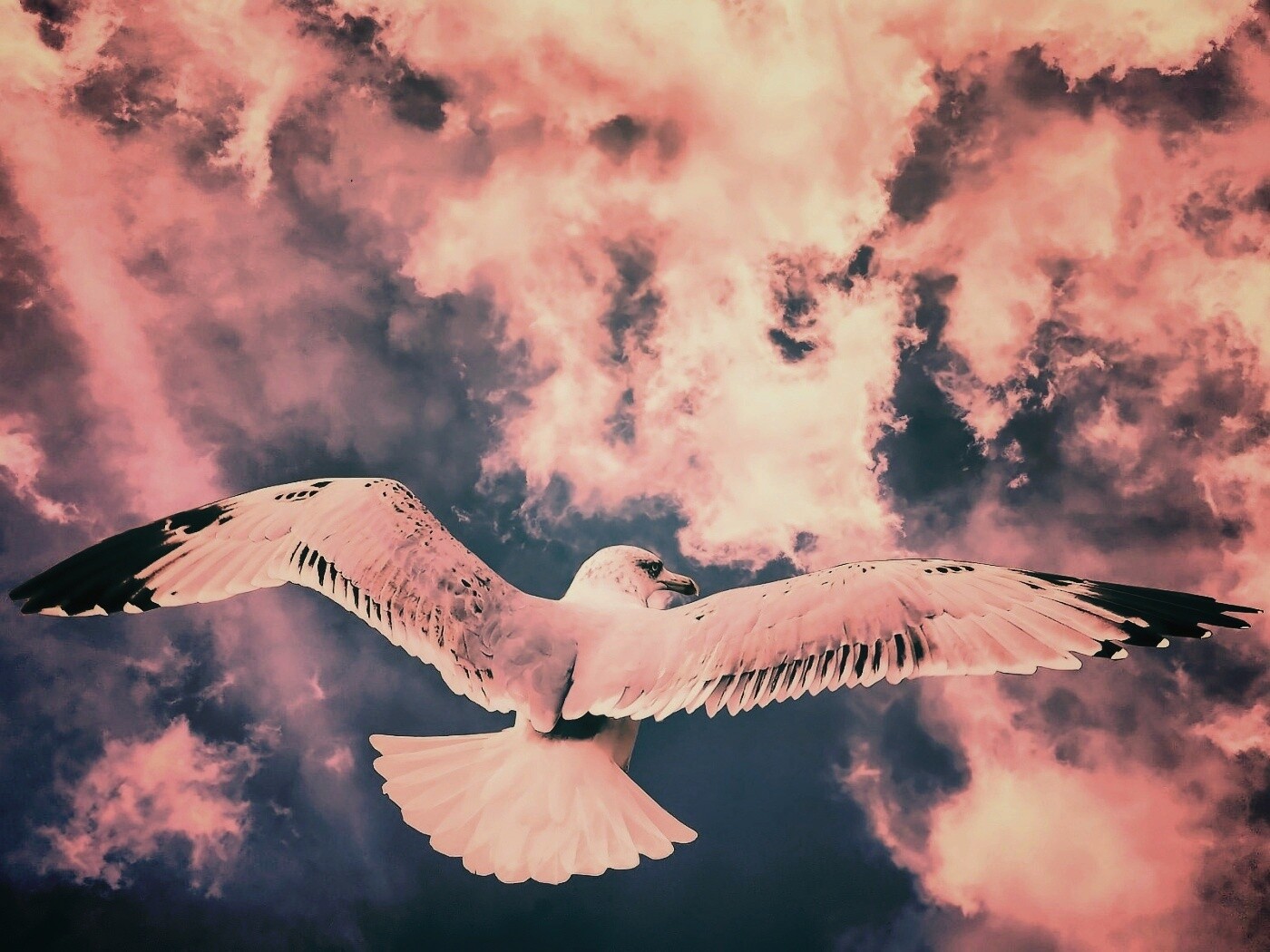 Гордая птица в полете обои