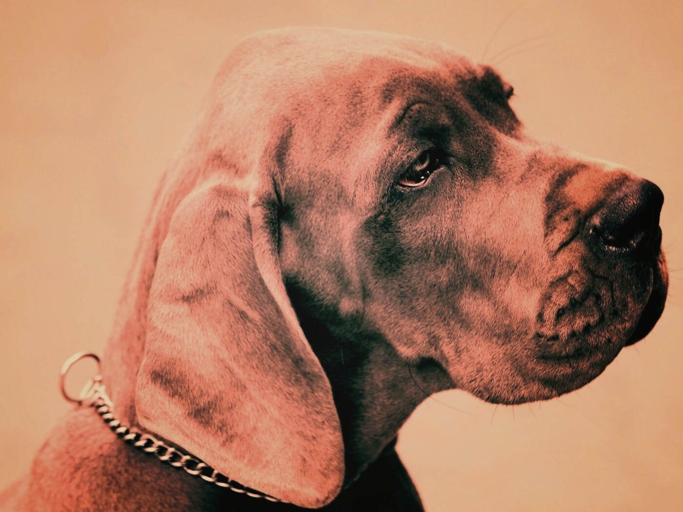 Грустная собака обои