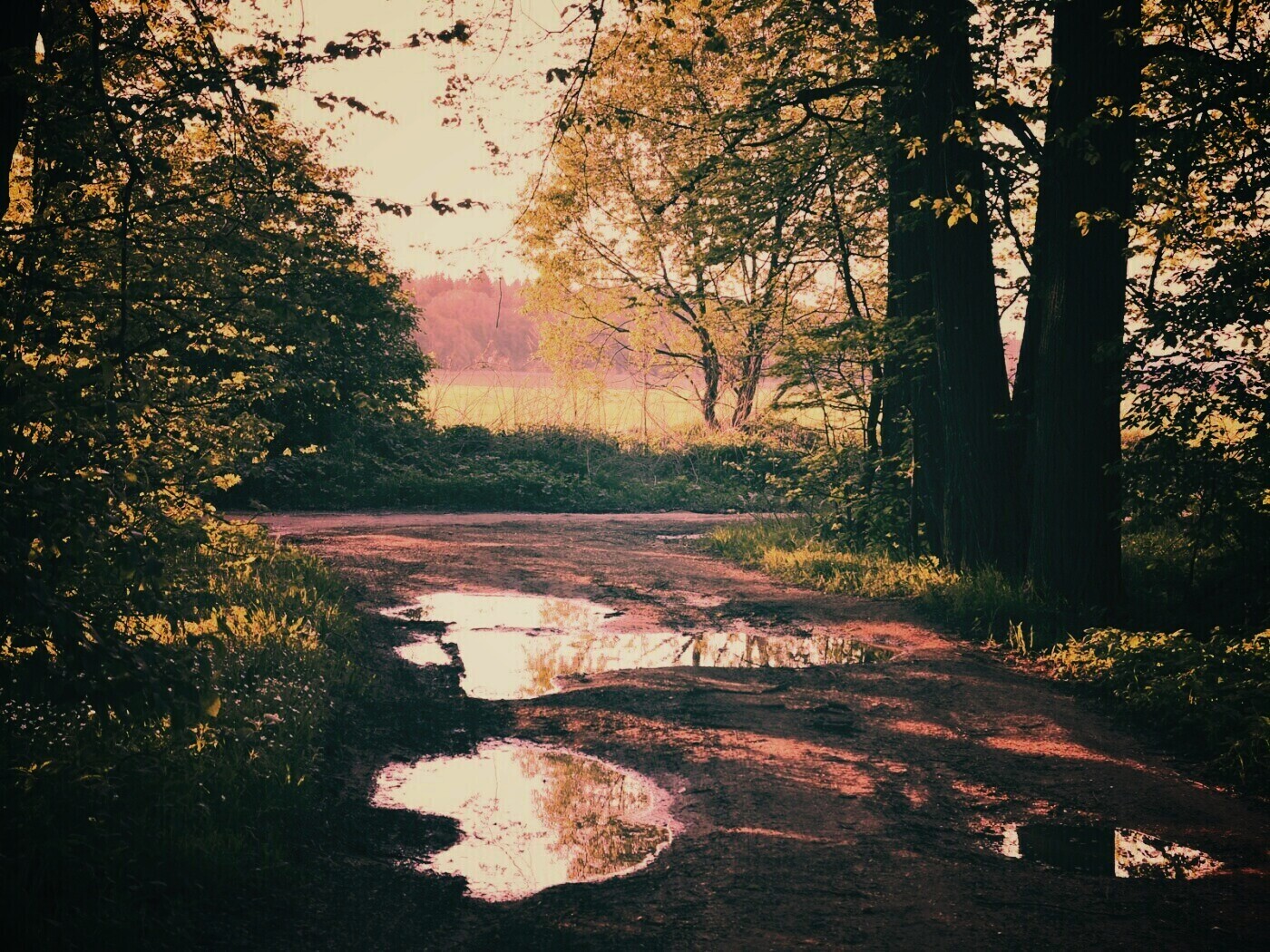 Лесная дорога обои