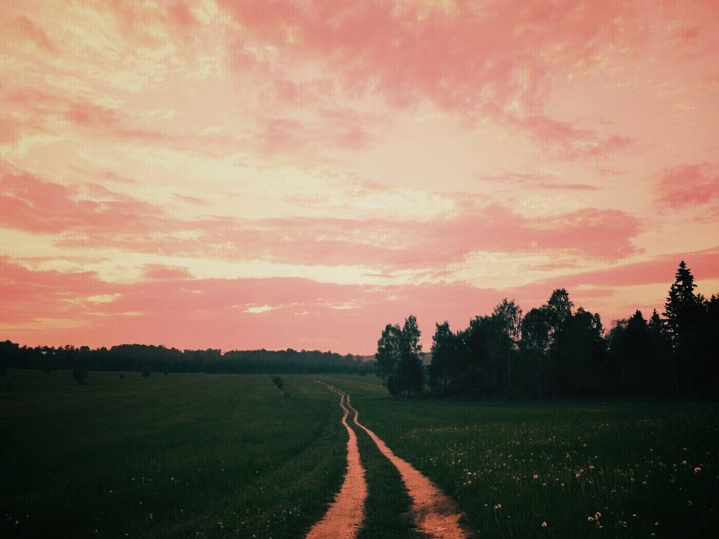 Дорога к лесу обои