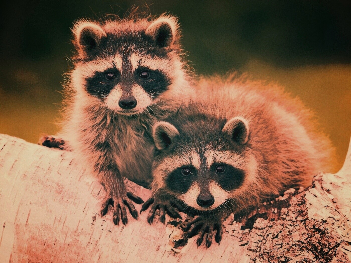 Полосатики обои