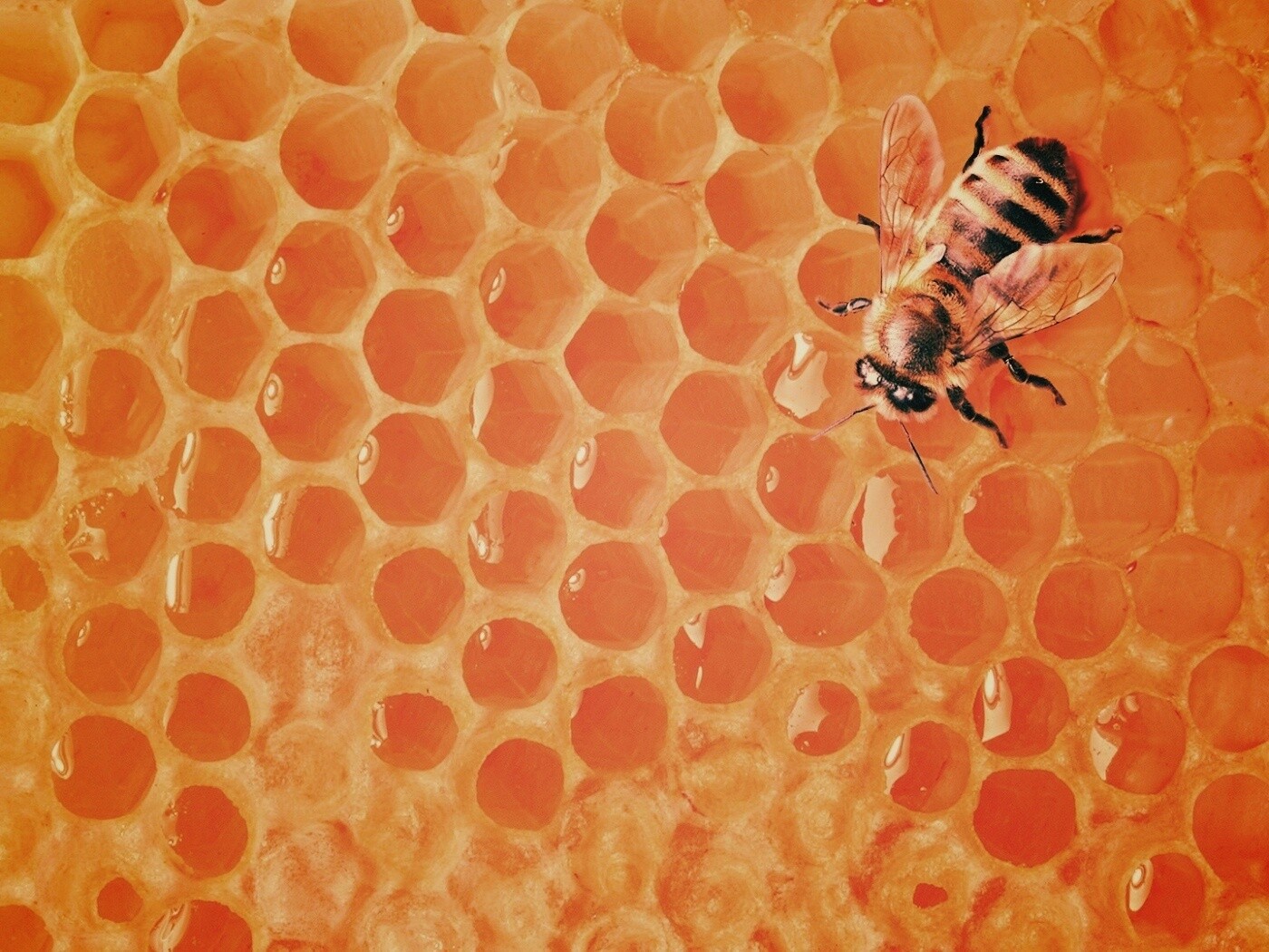 Пчела на сотах с медом обои