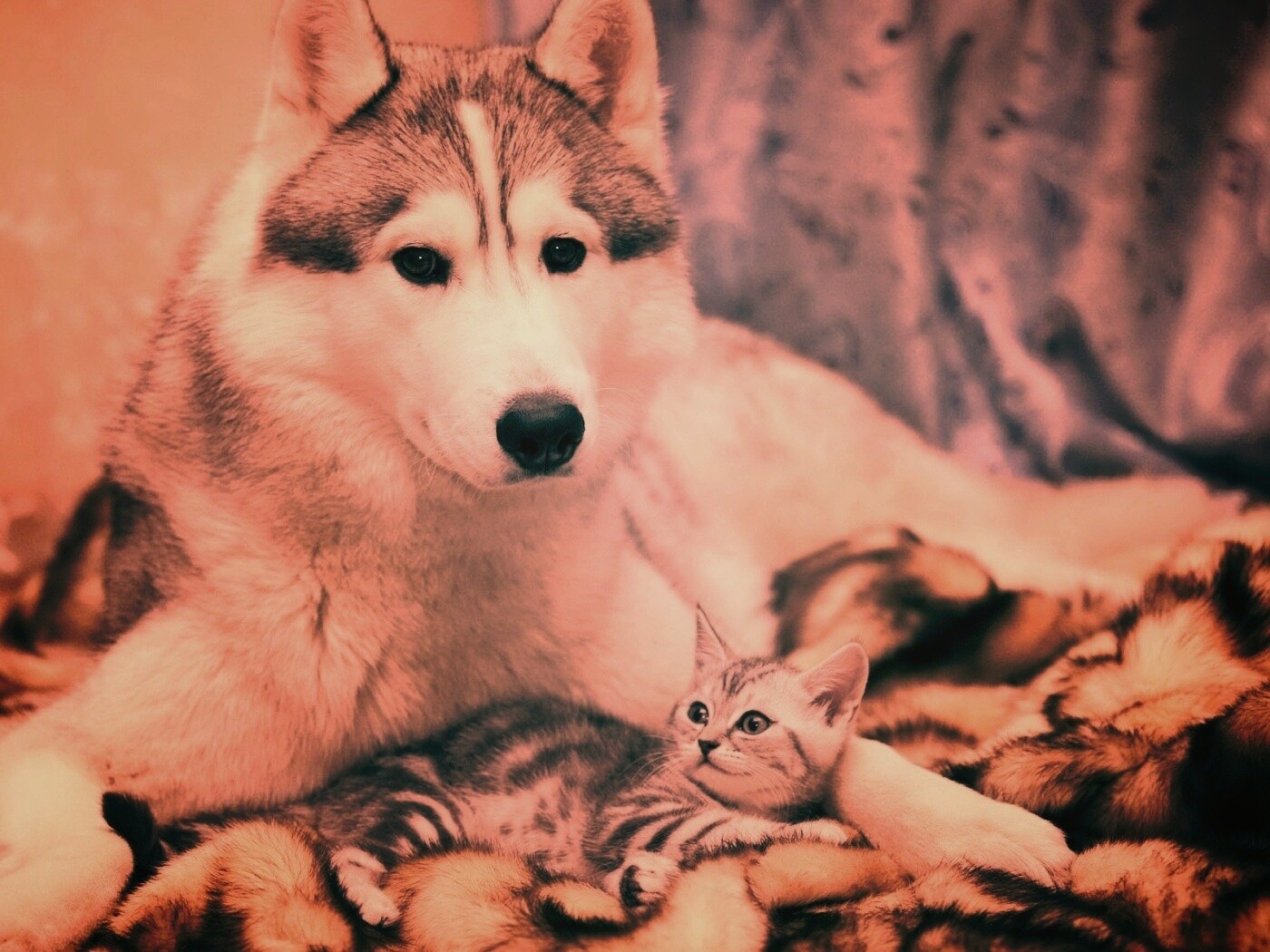 Собака и котенок обои