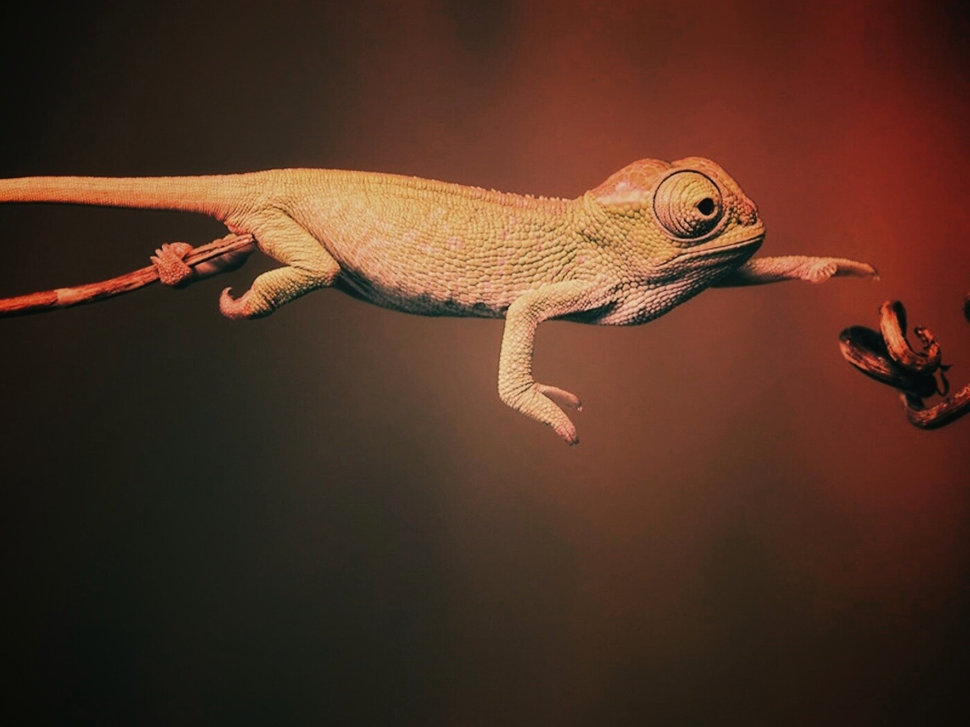 Ящерка тянется к ветке обои