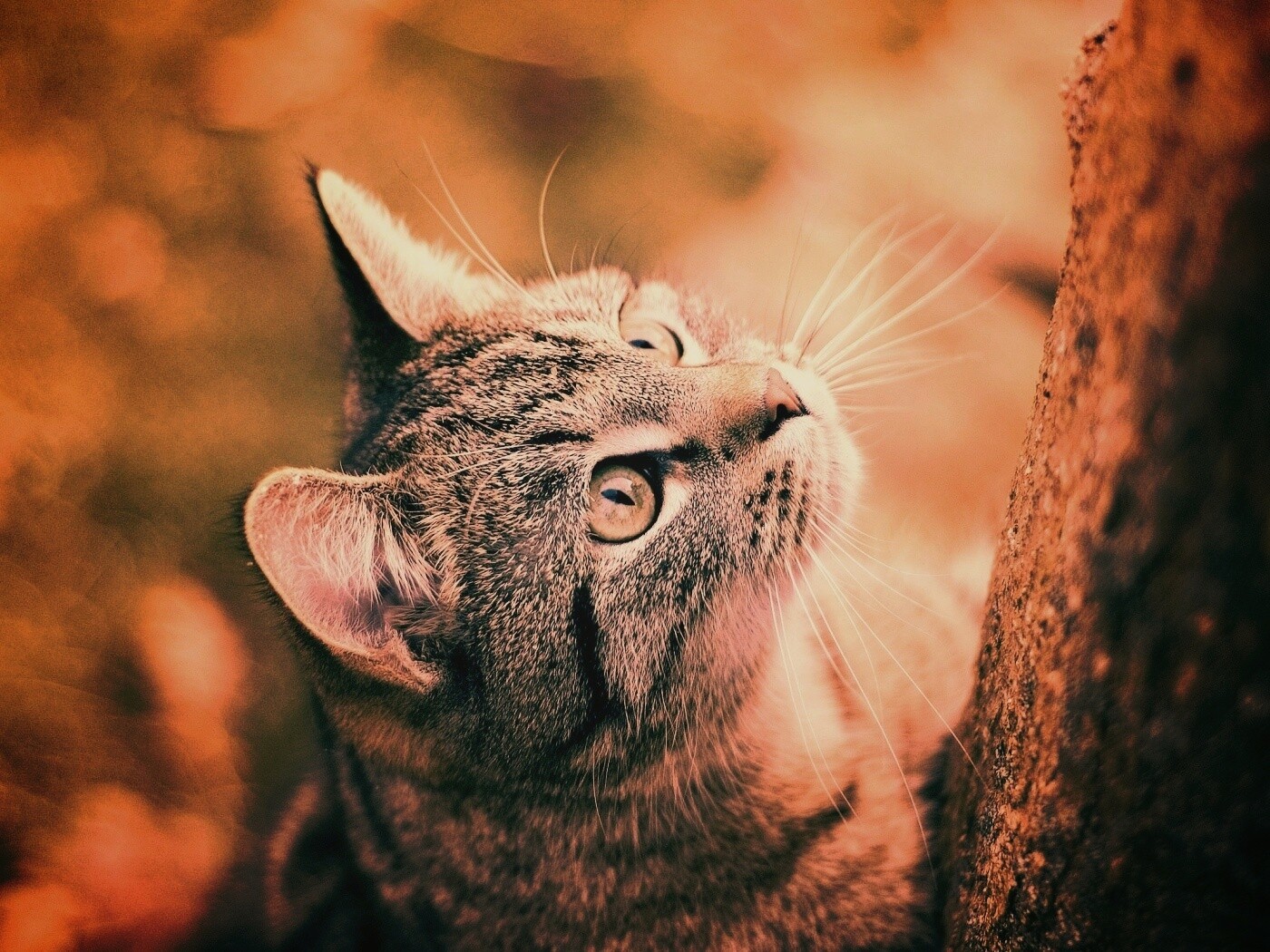 Кошак на дереве обои