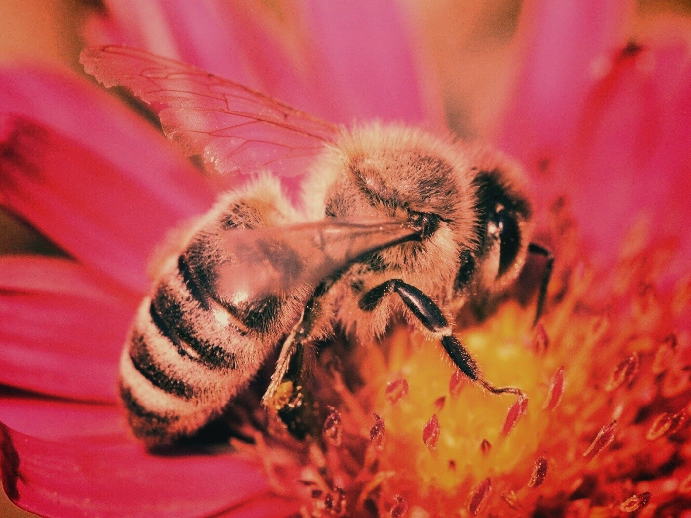 Пчела на цветке обои