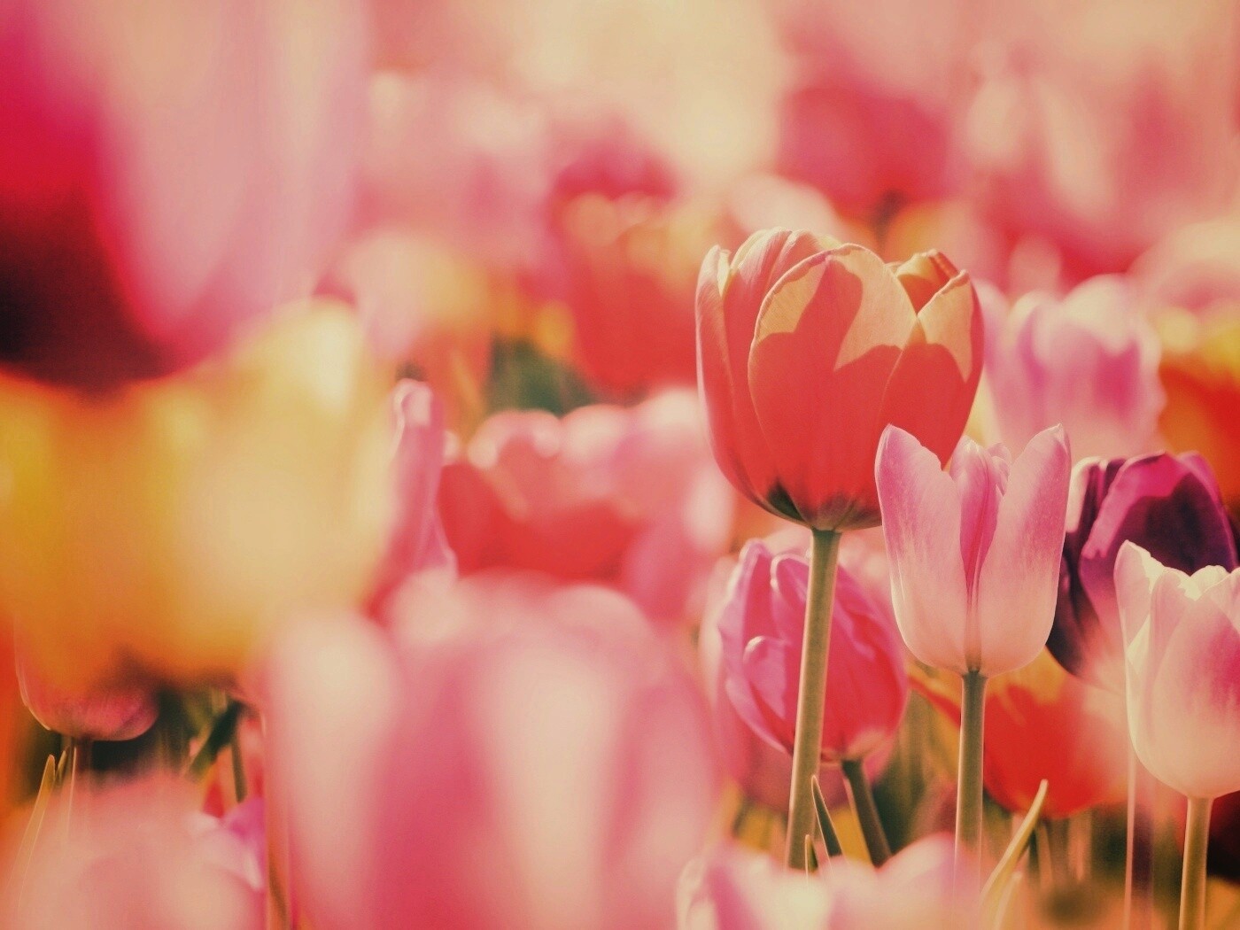 Красивые тюльпаны обои