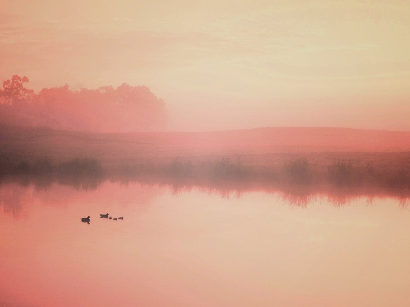 Ducks on a Misty Pond обои