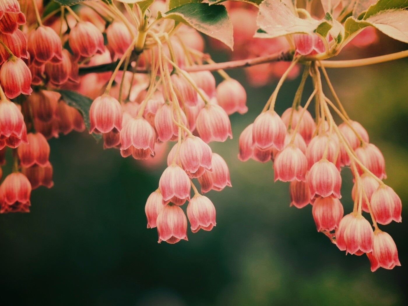 Красные колокольчики обои