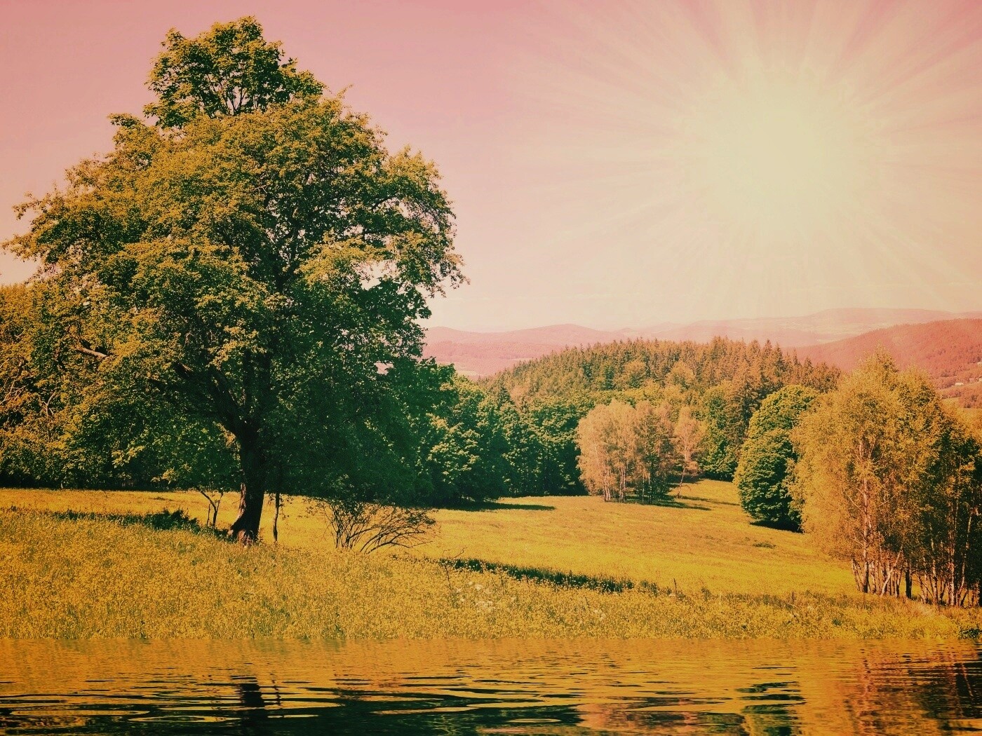 Дерево у воды обои