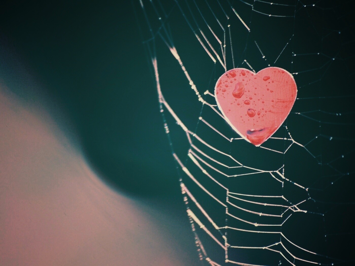 Сердце в паутине обои
