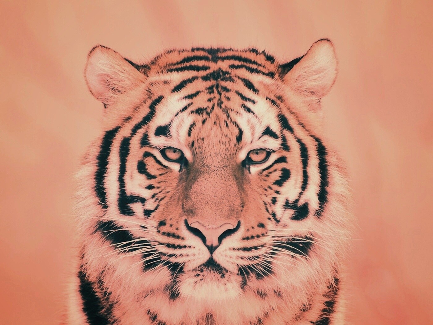 Красавец тигр обои