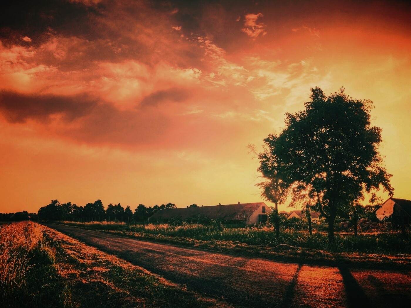 Закат на фоне дерева в HDR обои