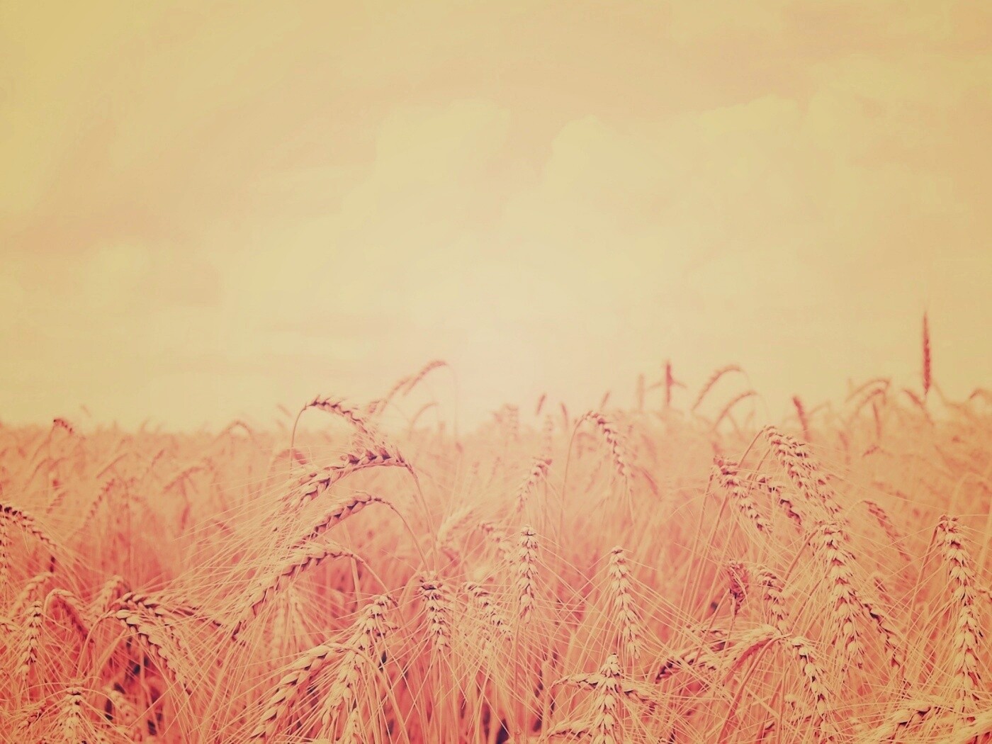 Поле колосьев обои