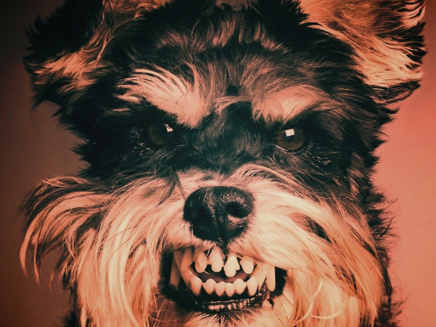 Терьер вне себя обои