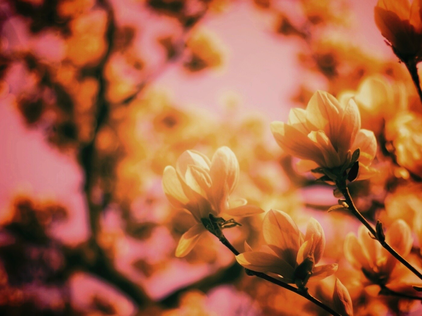 Желтые цветы распустились обои