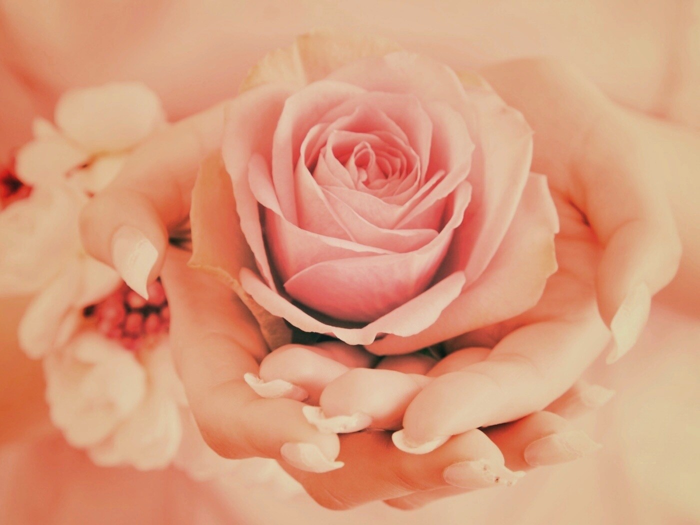 Роза в женских руках обои