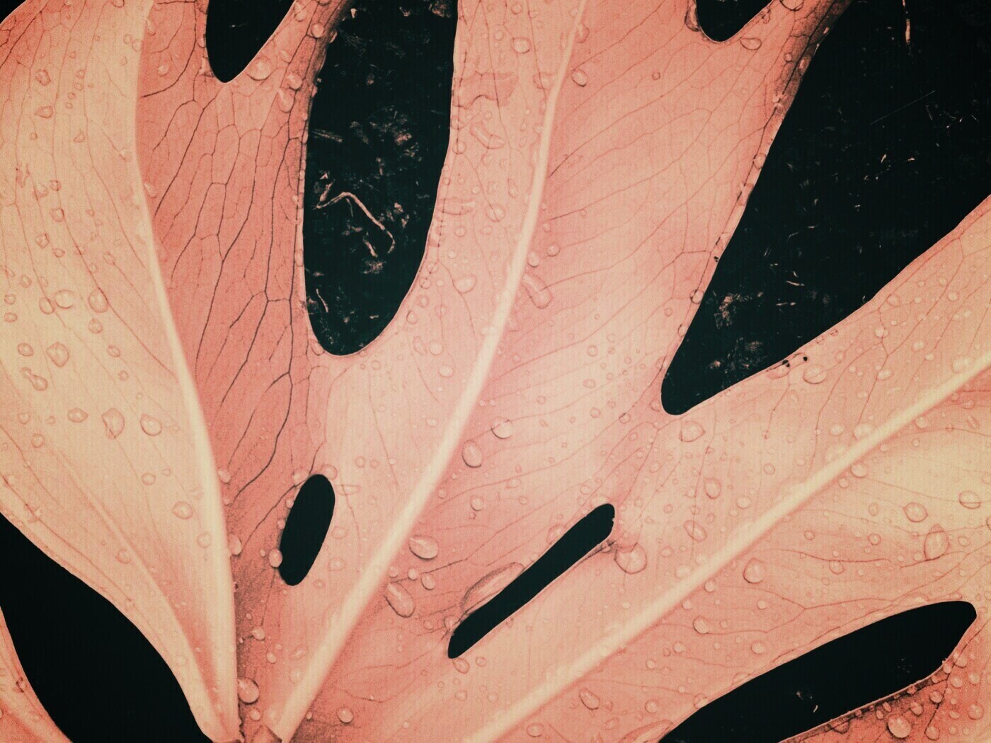 Белый лист обои