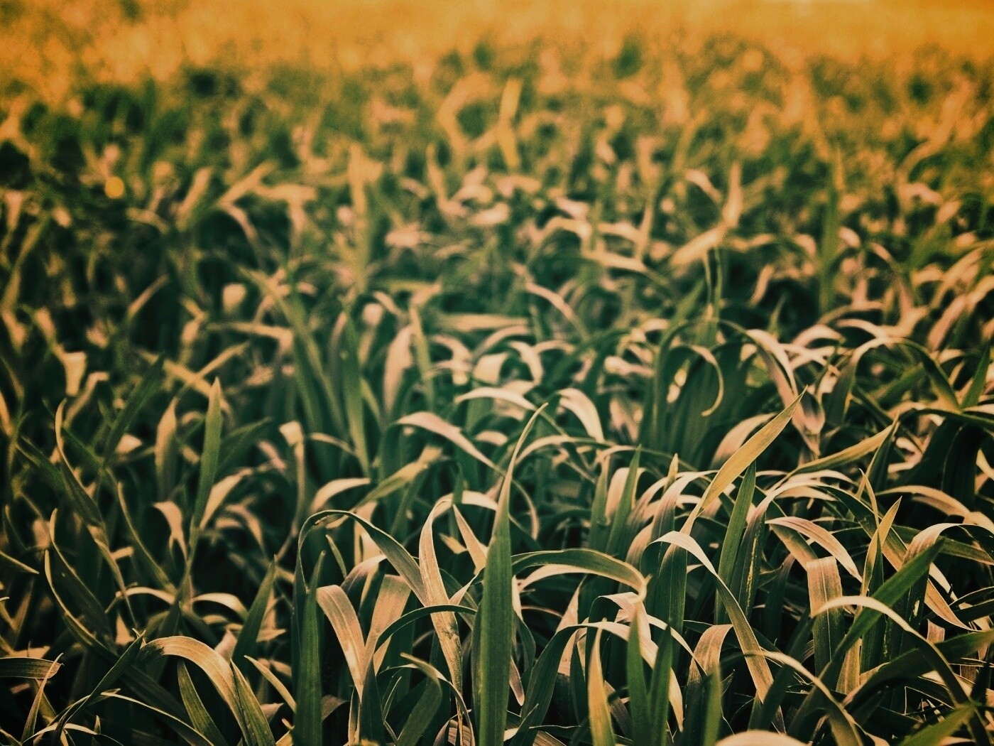 Высокая трава обои