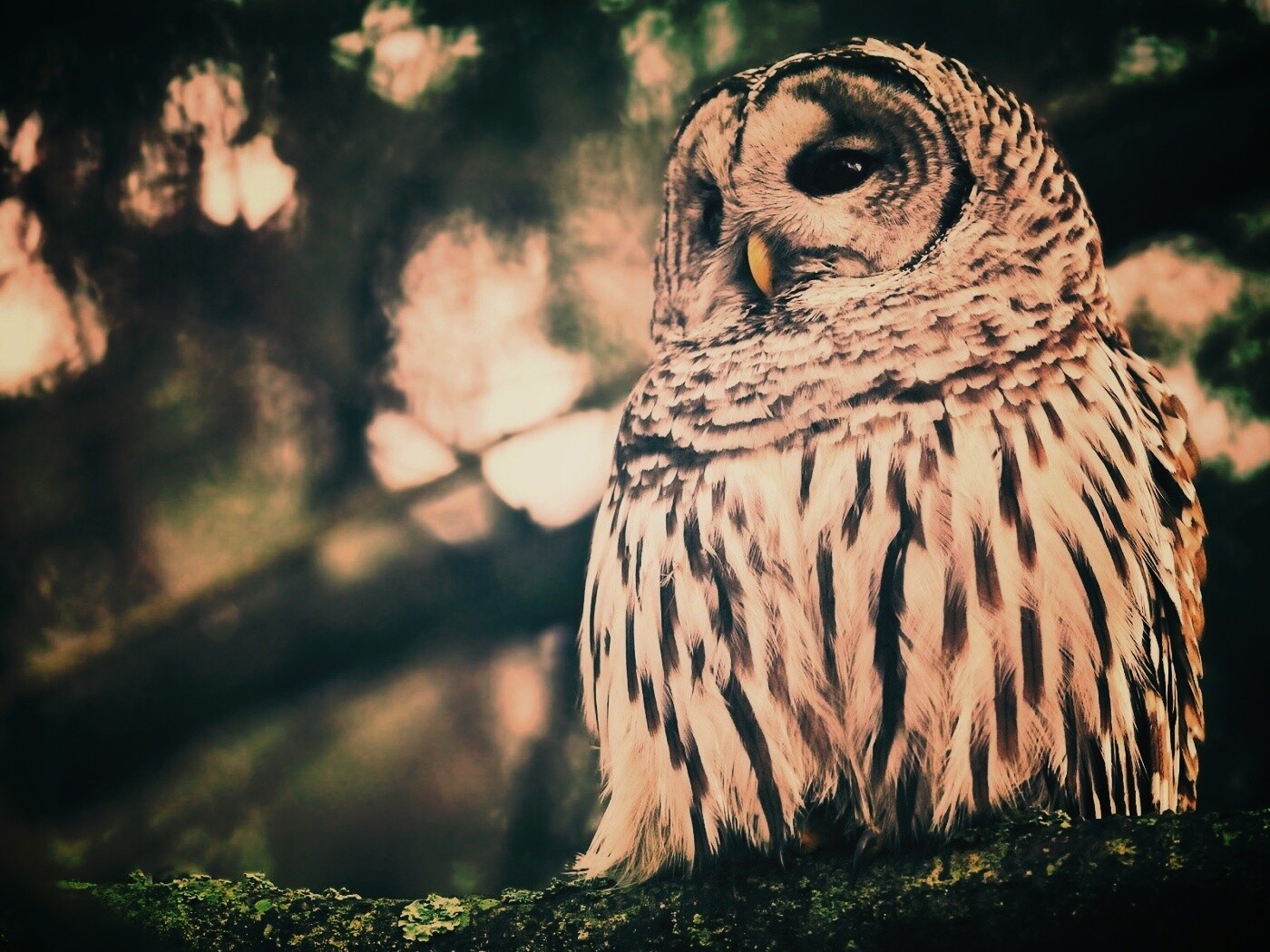 Сова на ветке обои