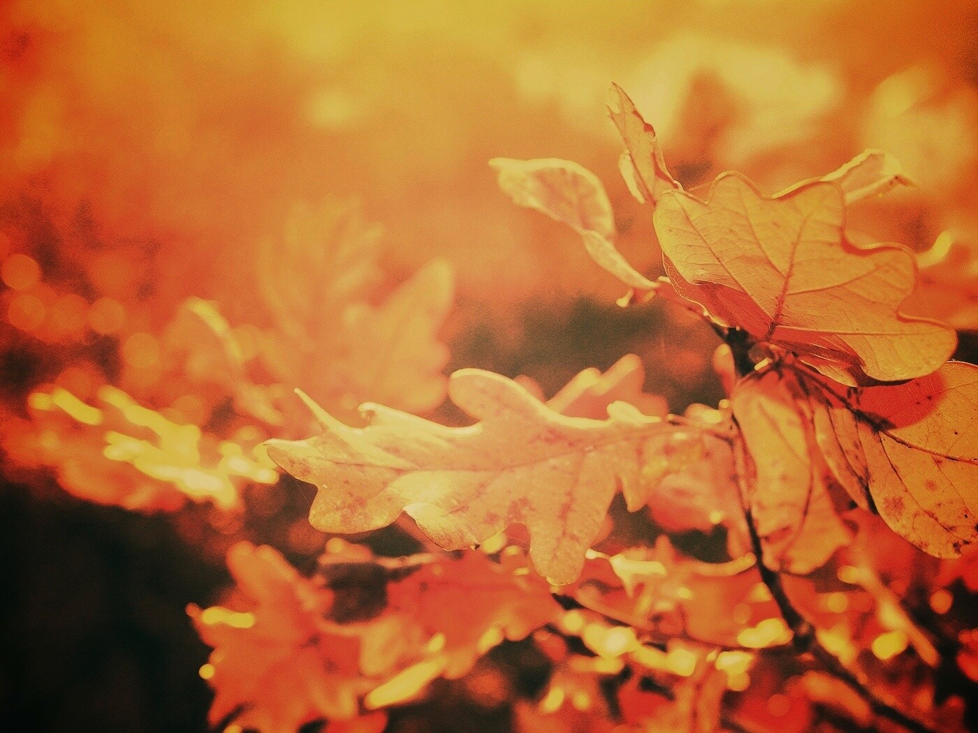 Дубовые листья обои