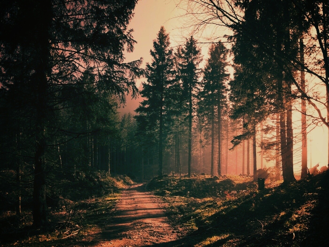 Лесная дорога обои