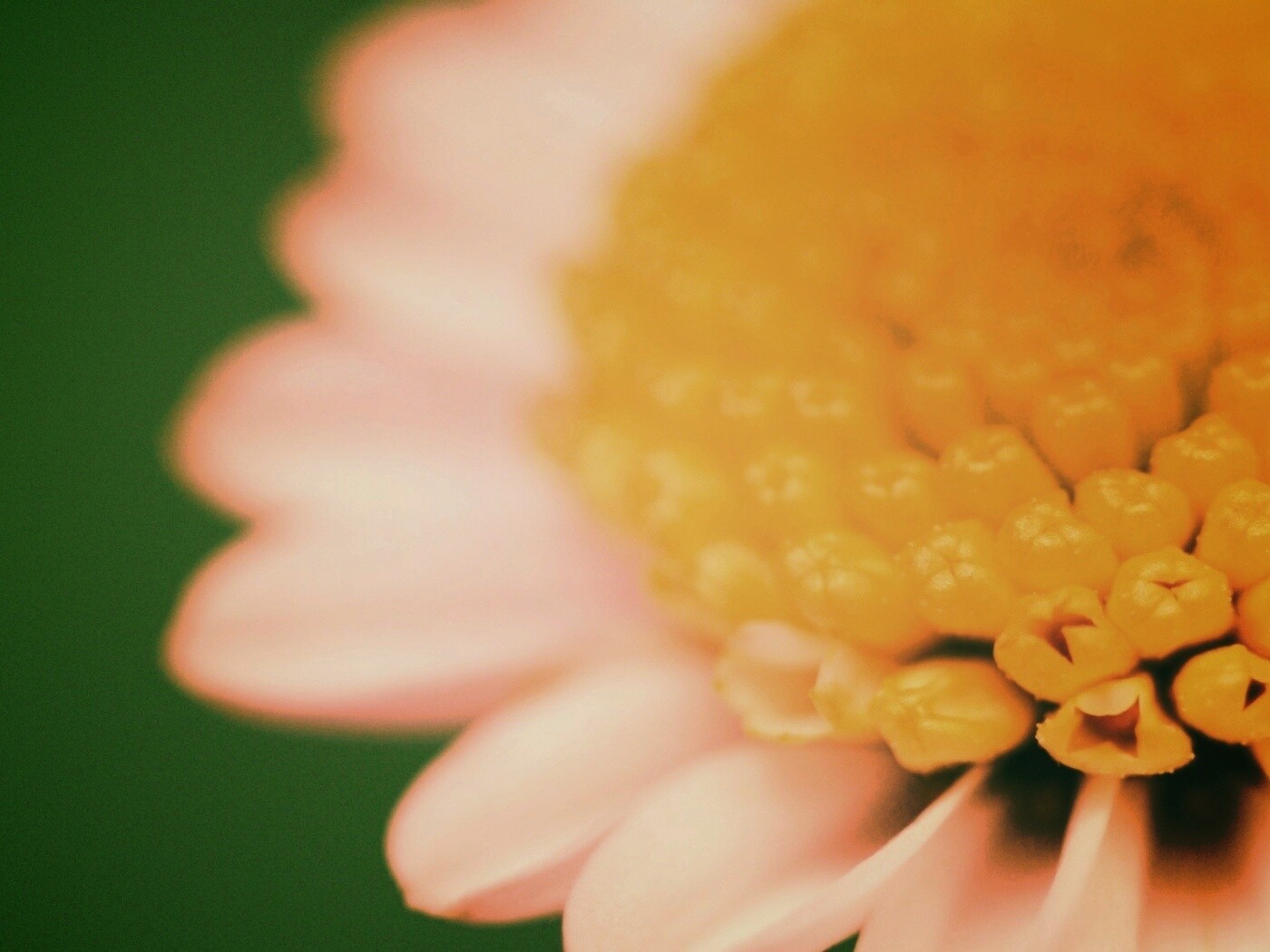 Хризантема обои