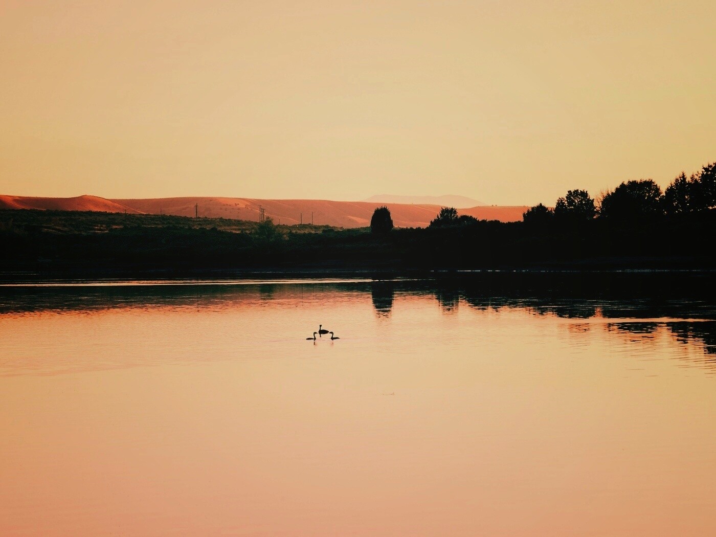 Утиное озеро обои