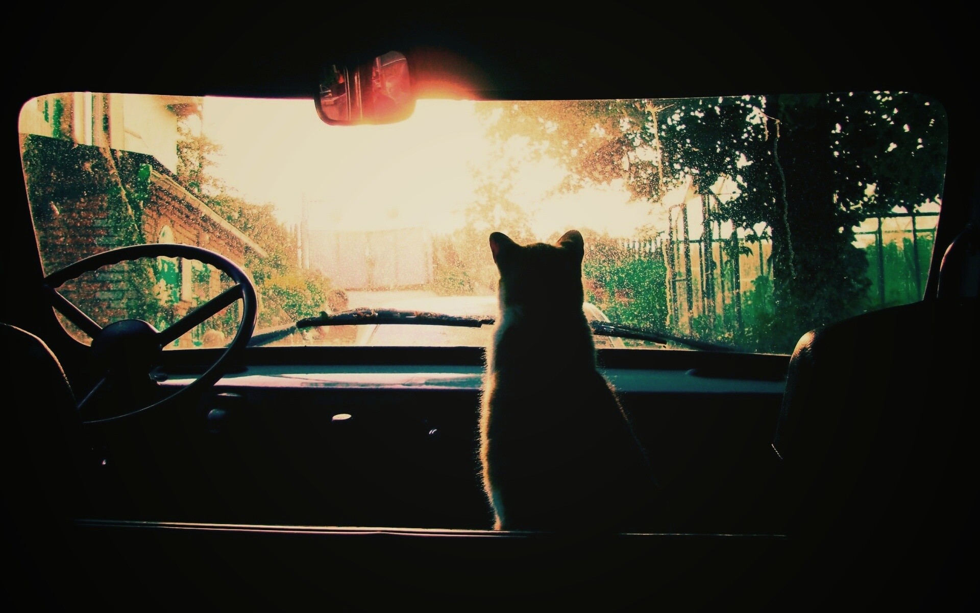 Кот навигатор обои