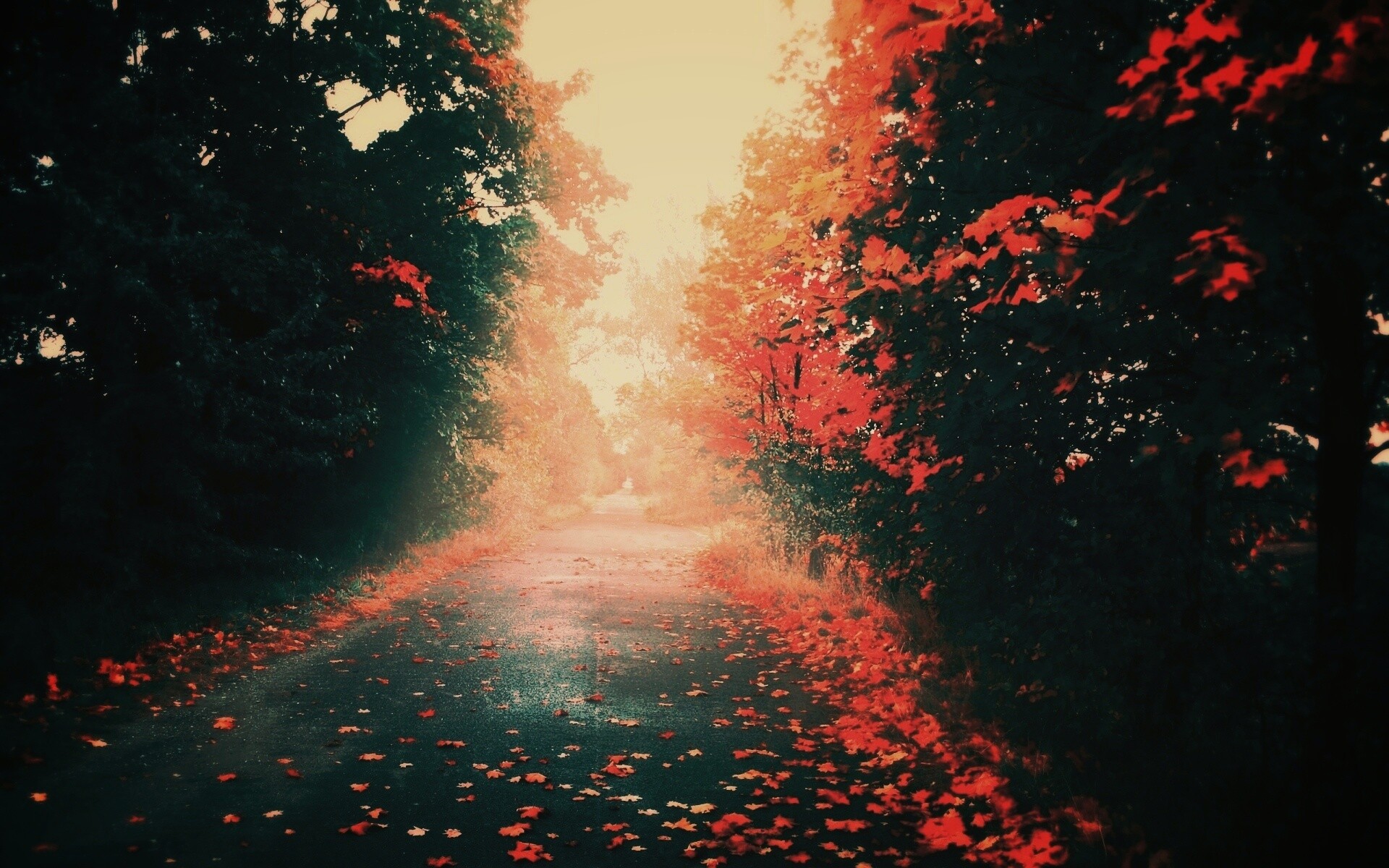 Желтая дорога обои