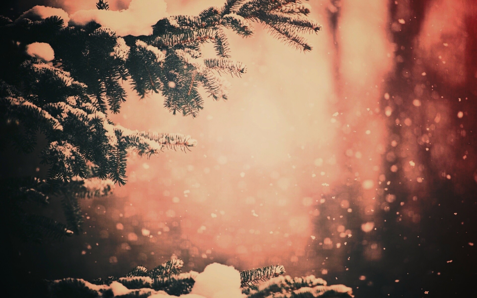 Еловые лапы в снегу обои